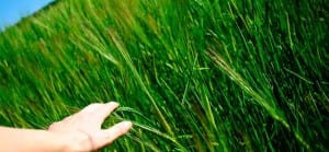 recelaimed grassy field waste stream
